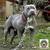 Dogg Pound Image-large